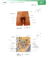 Sobotta  Atlas of Human Anatomy  Trunk, Viscera,Lower Limb Volume2 2006, page 204